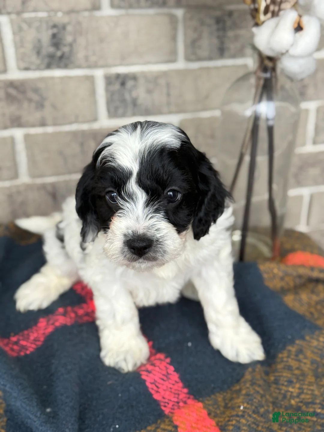 Cavapoo dogs for sale: Kip - Ad 4