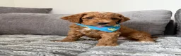 Goldendoodle dogs for sale: Scout - Ad 3