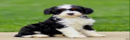 Bernedoodle dogs for sale: Ella - Ad 3