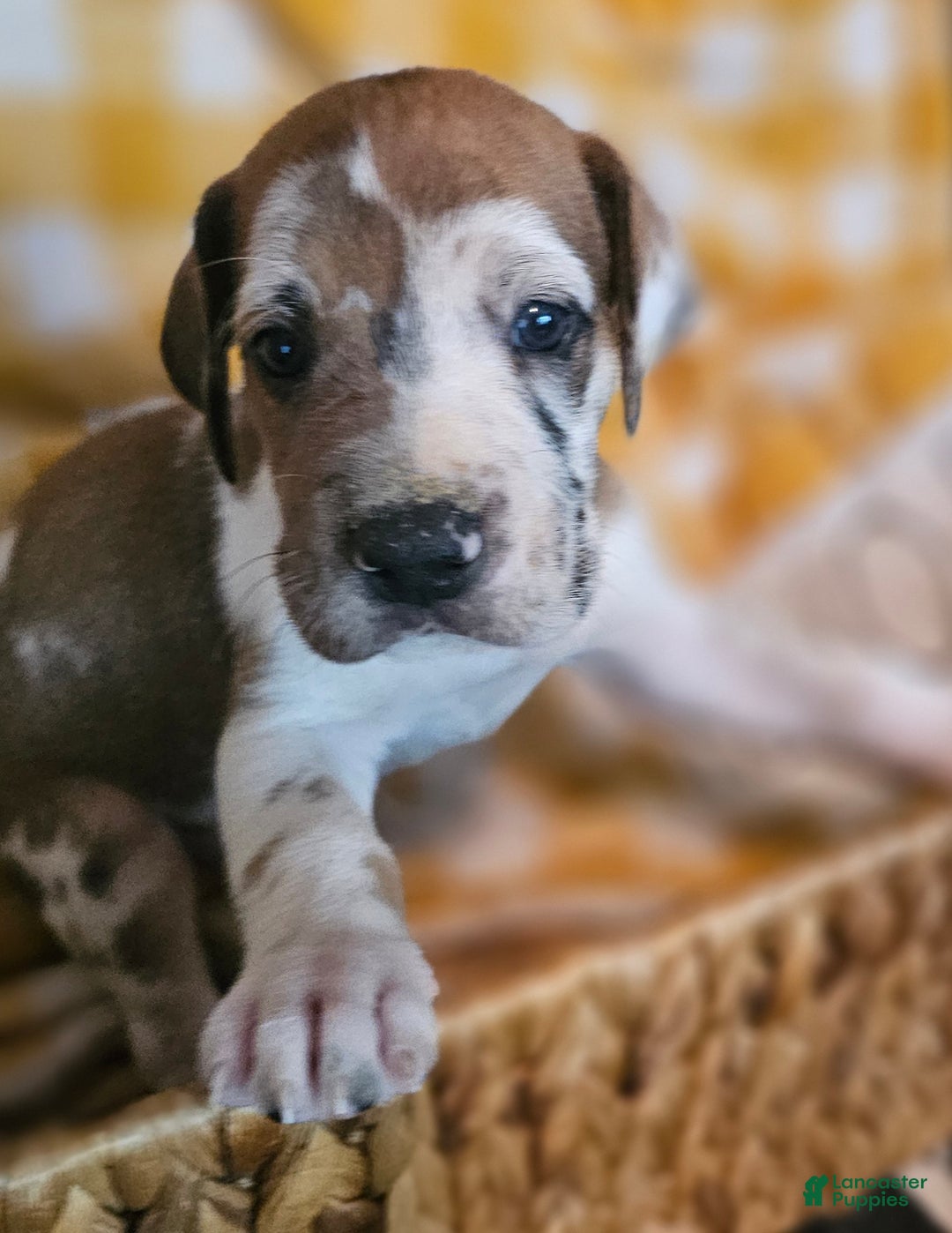 Carmel for sale in Brainerd Lancaster Puppies