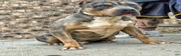 American Bully dogs for sale: American Bully Puppy 5 - Ad 3
