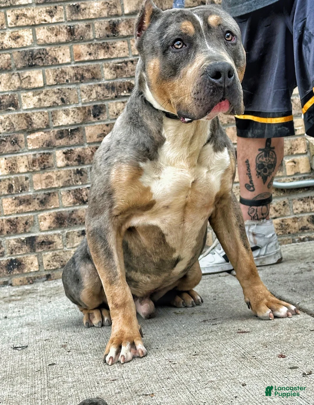 American Bully dogs for sale: American Bully Puppy 5 - Ad 3