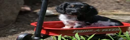 Miniature Dachshund dogs for sale: Max - Ad 3