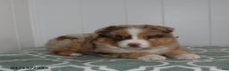 Australian Shepherd dogs for sale: Lucky - Ad 3