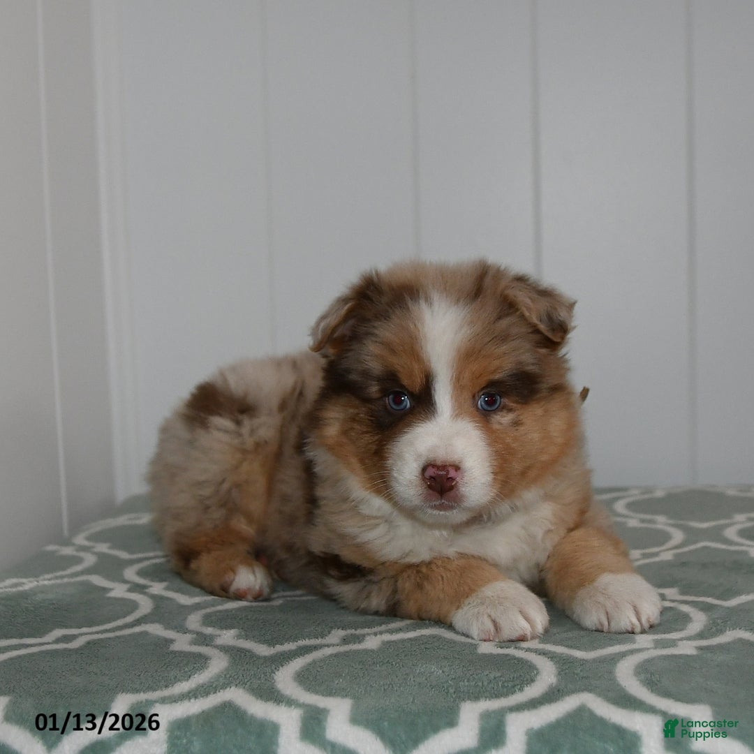 Australian Shepherd dogs for sale: Lucky - Ad 3