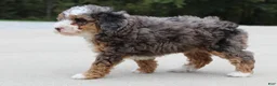 Mini Bernedoodle dogs for sale: Sandy  - Ad 3