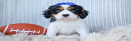 Cavalier King Charles Spaniel dogs for sale: Walker 🩵 - Ad 17