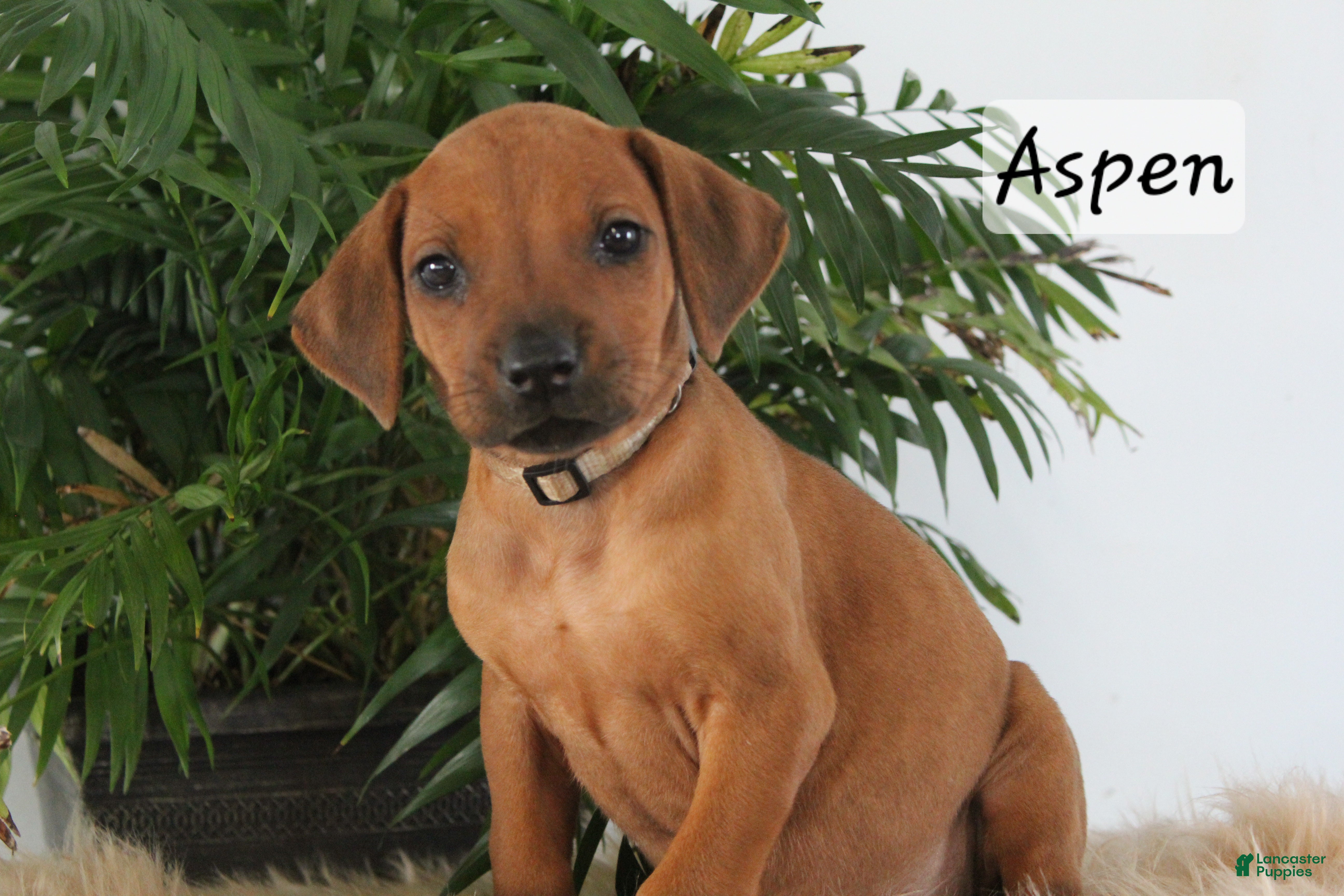 Rhodesian Ridgeback dogs Rhodesian Ridgeback Puppy 7 - Ad 14