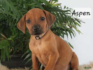 Rhodesian Ridgeback dogs Rhodesian Ridgeback Puppy 7 - Ad 19