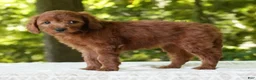 Mini Goldendoodle dogs for sale: Addy - Ad 3