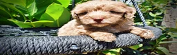 Havapoo dogs for sale: Innocent - Ad 4