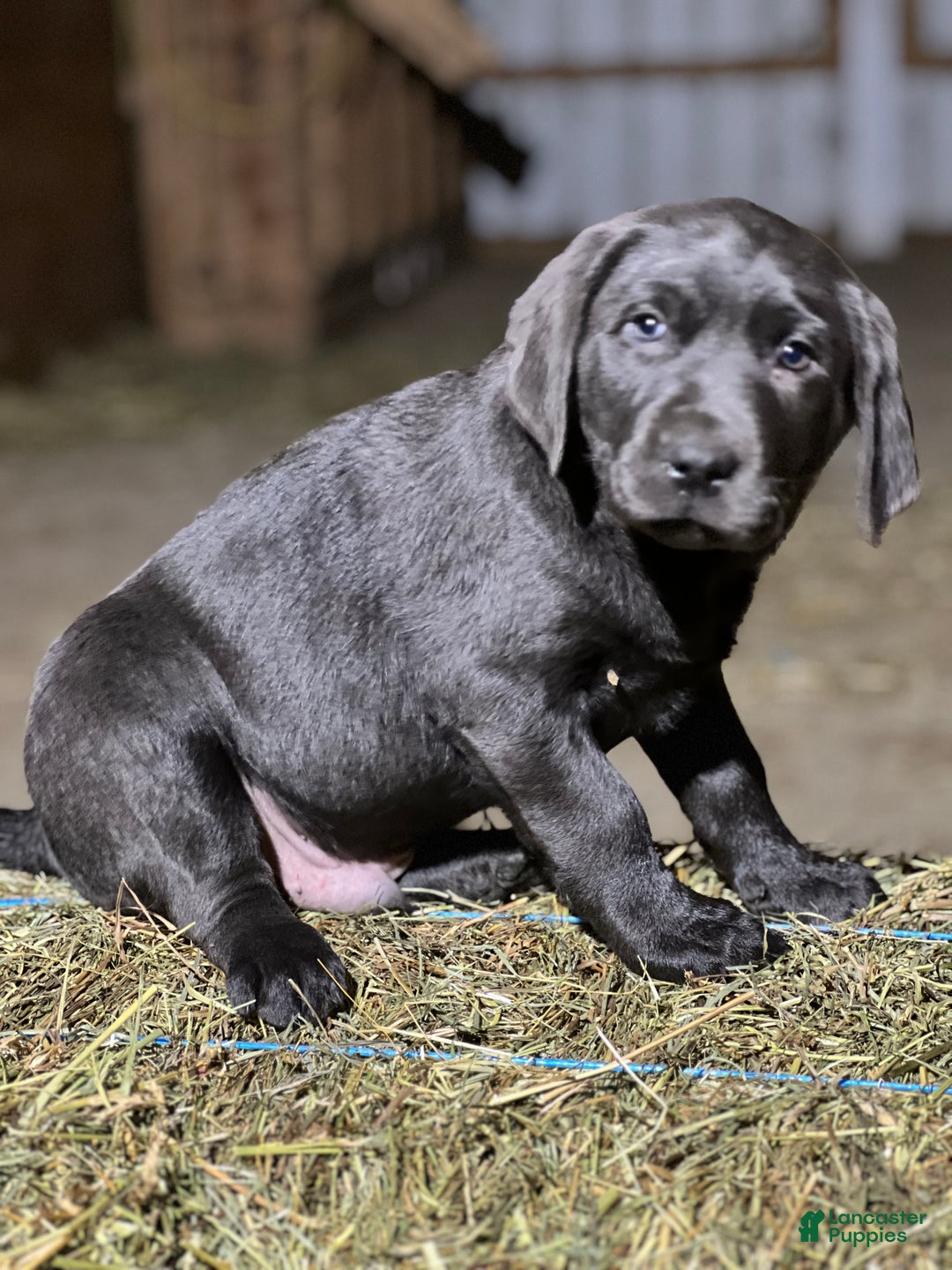 Labrador Retriever dogs for sale: Teddy - Ad 2