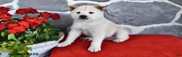 Shiba Inu dogs for sale: Oscar - Ad 4
