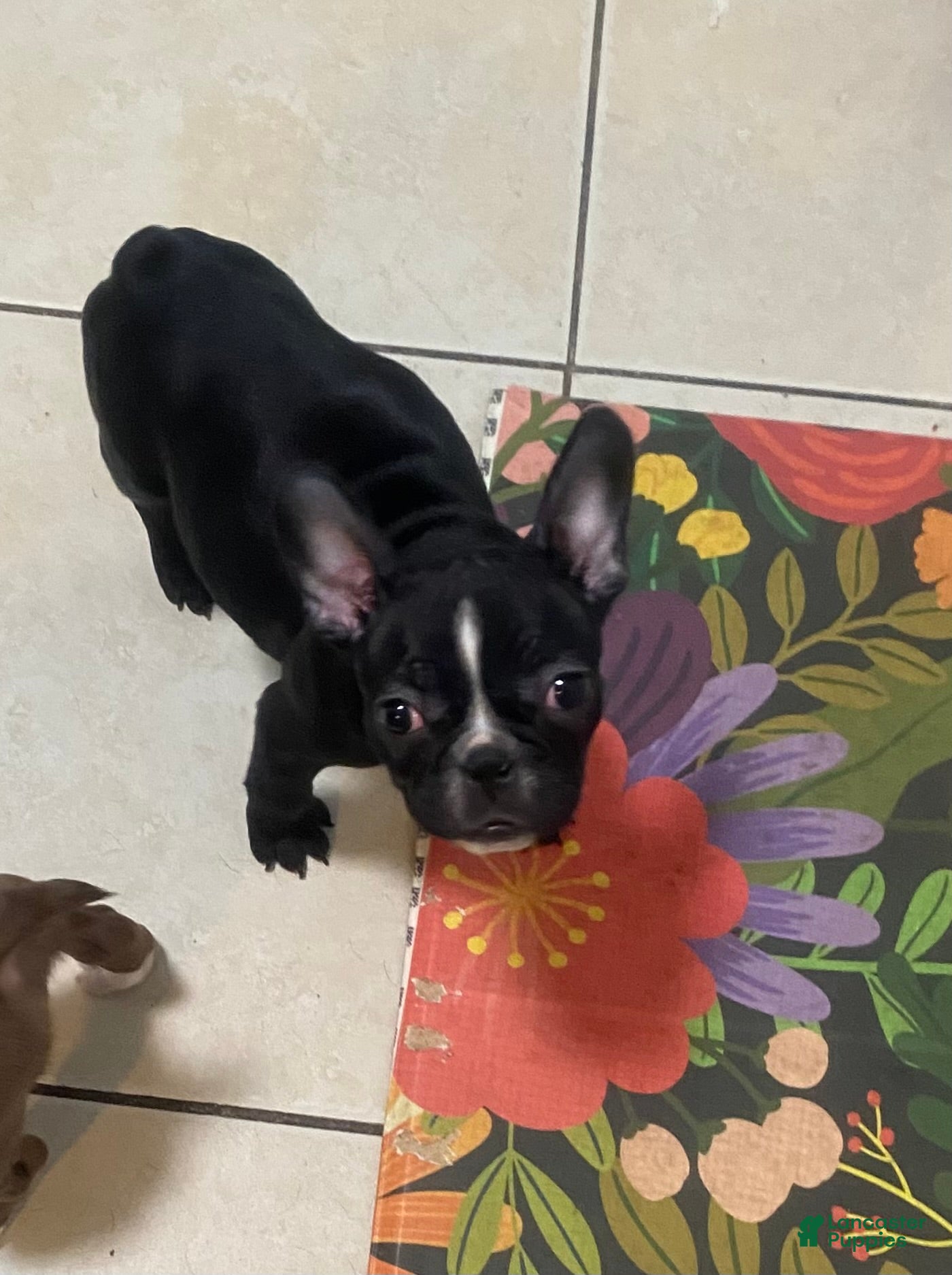 Frenchton dogs for sale: Storm  - Ad 1