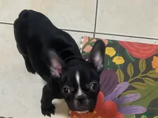Frenchton dogs Storm - Ad 21