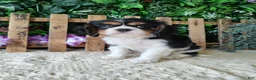 Cavalier King Charles Spaniel dogs for sale: Sasha - Ad 4