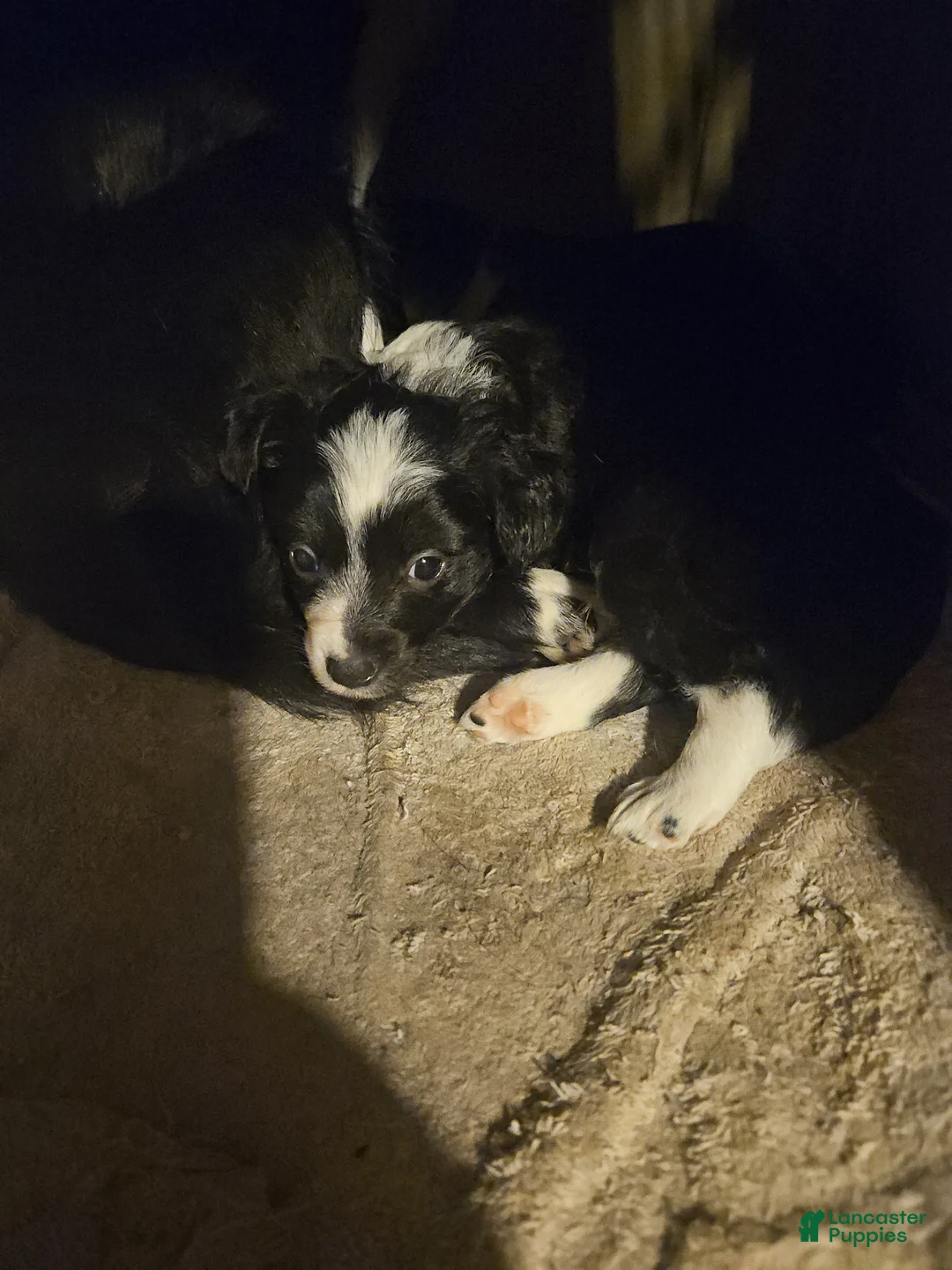 Chihuahua dogs for sale: Kumba SMALL/FLUFFY - Ad 2