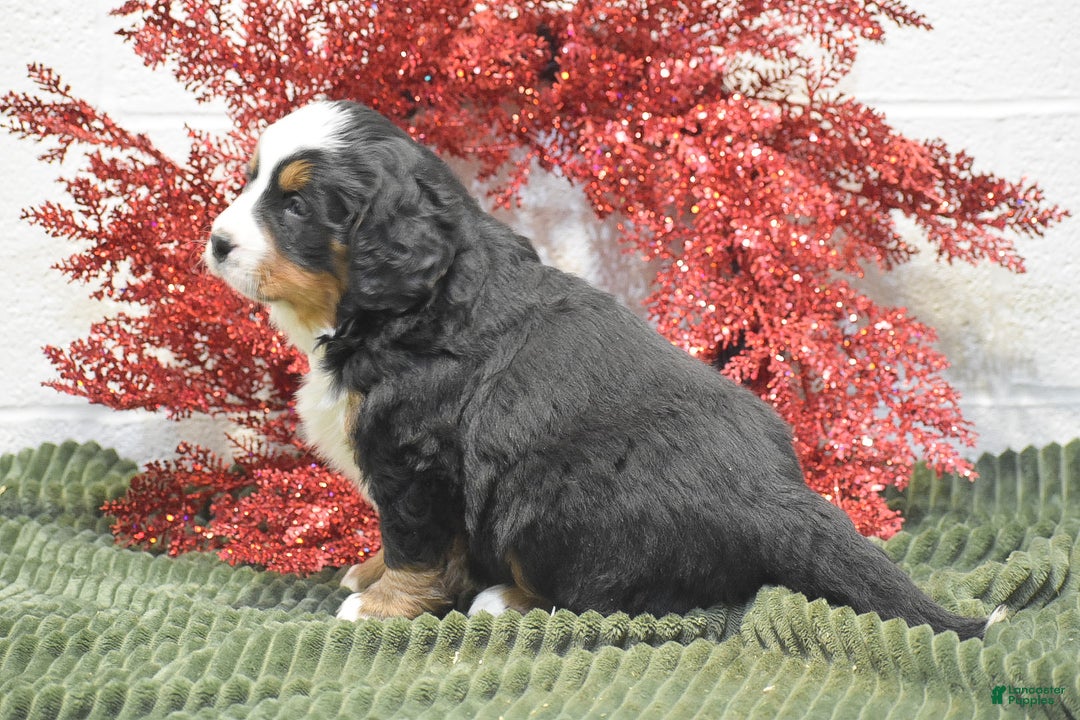 Bernese Mountain Dog dogs for sale: Caroline - Ad 4