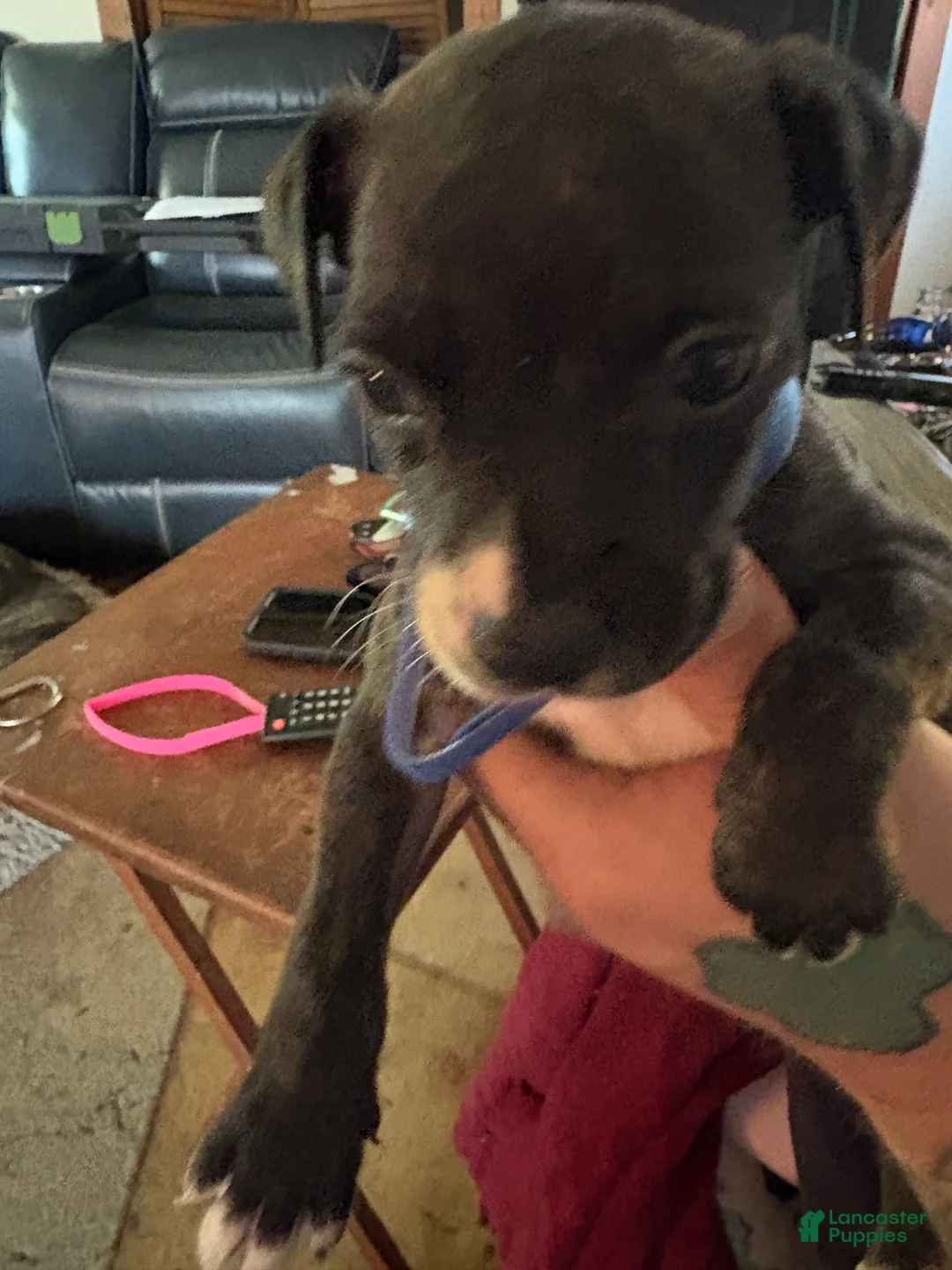 Mixed Breed dogs for sale: Patches  - Ad 2