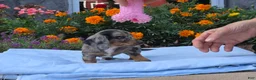 Miniature Dachshund dogs for sale: Lily - Ad 3