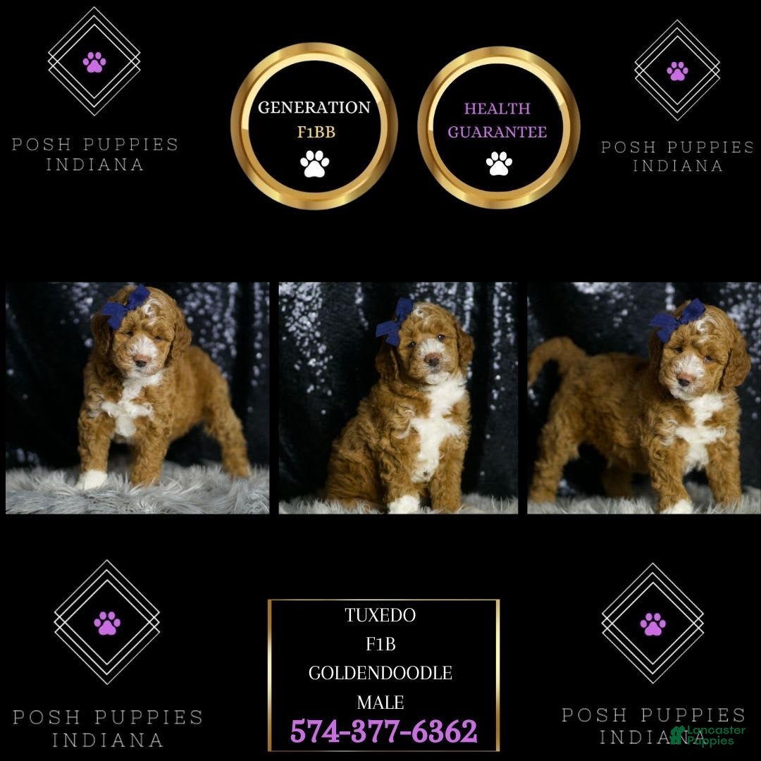 Mini Goldendoodle dogs Tuxedo - Ad 38