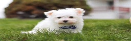 Maltese dogs for sale: Jakson - Ad 1