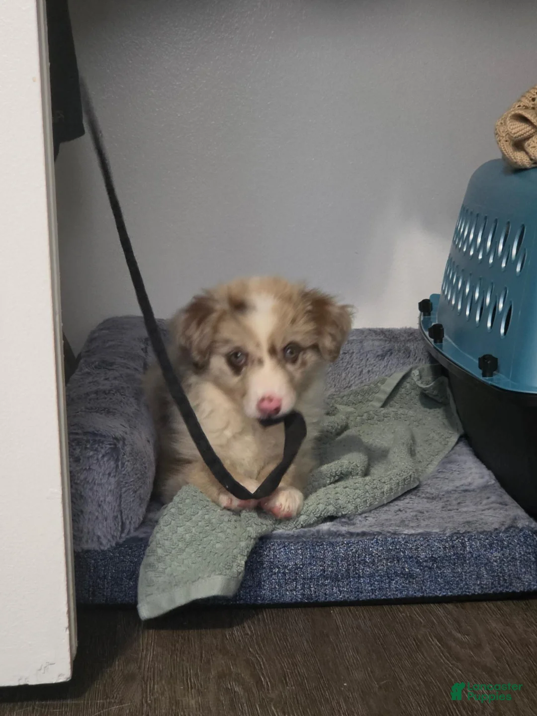 Australian Shepherd dogs for sale: Australian Shepherd 1 - Ad 2