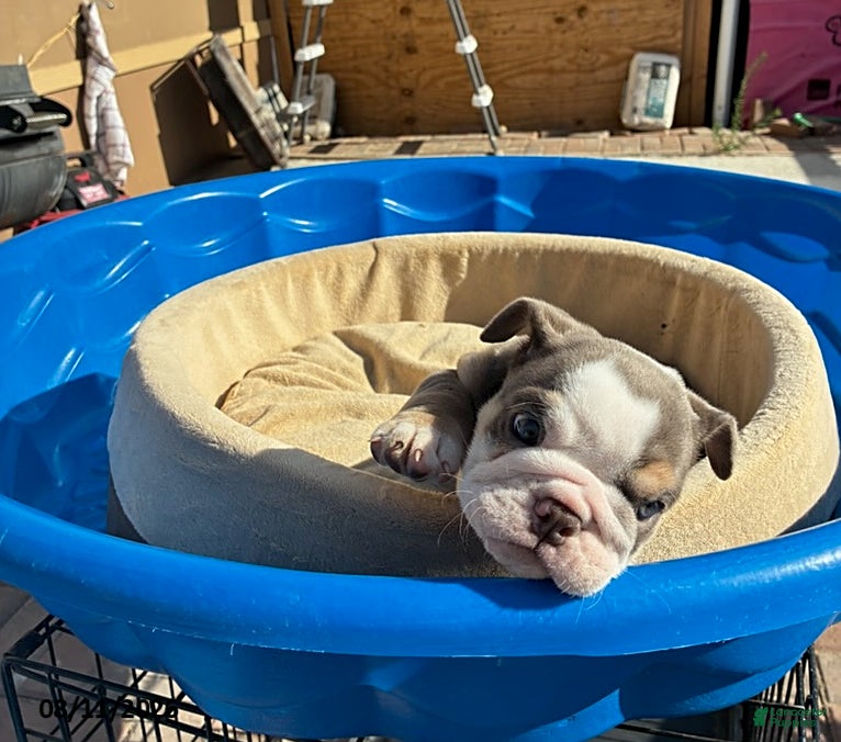 English Bulldog dogs Peanut - Ad 1
