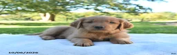 Golden Retriever dogs for sale: Asher - Ad 1