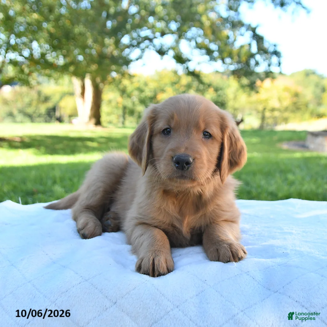 Golden Retriever dogs for sale: Asher - Ad 1
