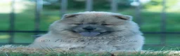 Chow Chow dogs for sale: Bouji - Ad 10