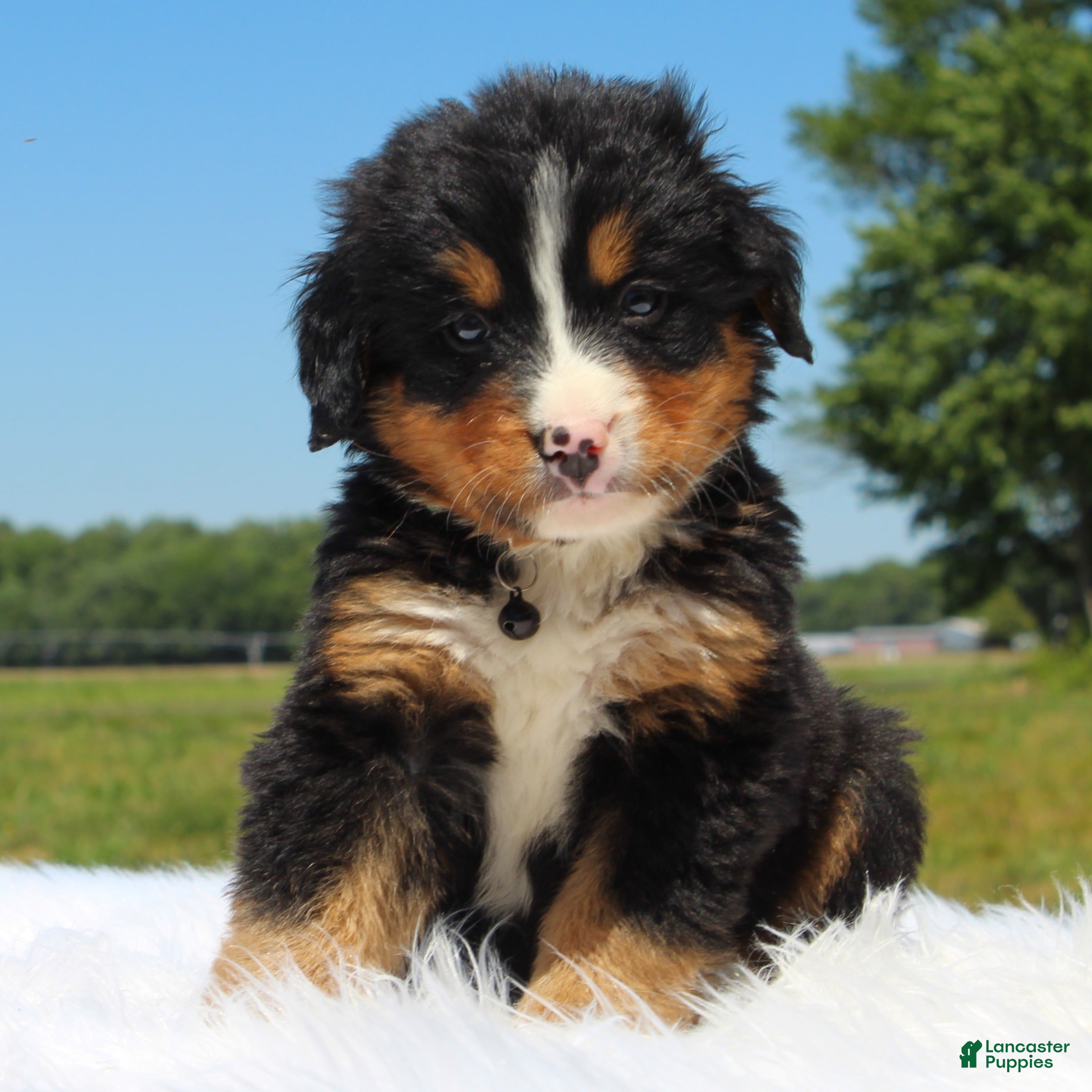 Bernese Mountain Dog dogs Arlo - Ad 2