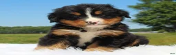 Bernese Mountain Dog dogs for sale: Arolo - Ad 2