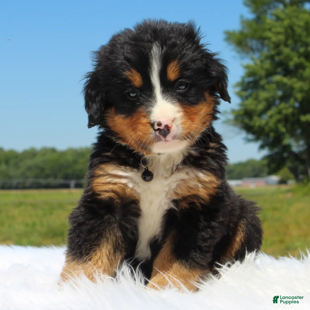 Bernese Mountain Dog dogs for sale: Arolo - Ad 2