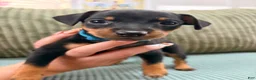 Miniature Pinscher dogs for sale: Lucky - Ad 5