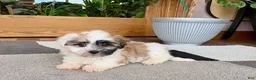 Mixed Breed dogs for sale: Lhasa/Coton male 1 - Ad 8