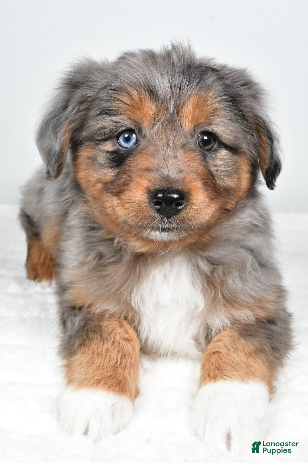 Miniature Australian Shepherd dogs for sale: Roscoe - Ad 10