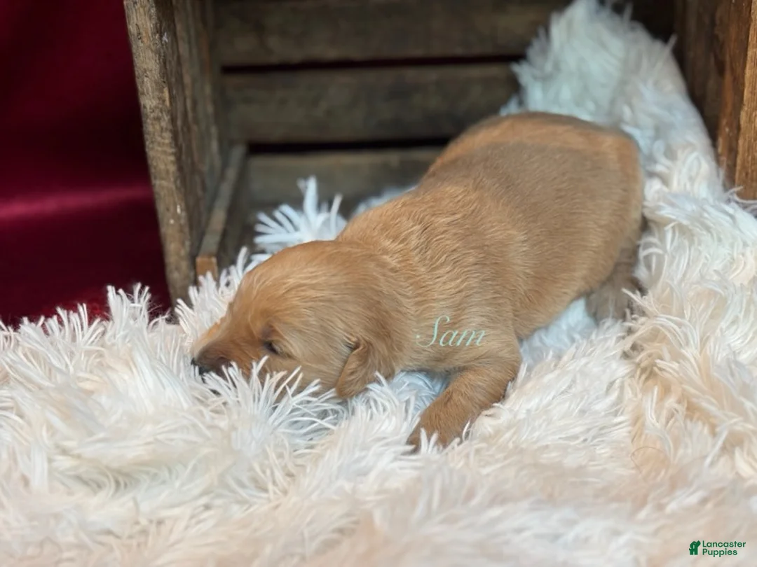 Golden Retriever dogs for sale: Sam - Ad 1