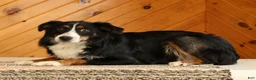Australian Shepherd dogs for sale: Tammy - Ad 6