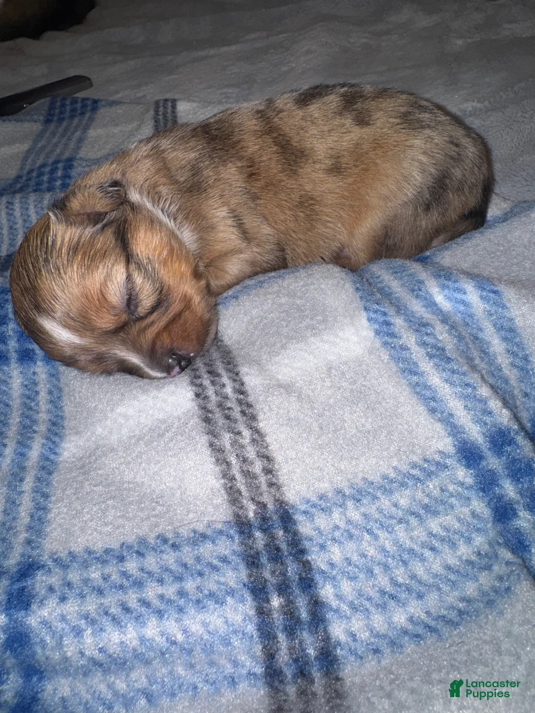 Chihuahua dogs for sale: Chihuahua 4 ready to go tomorrow  - Ad 2