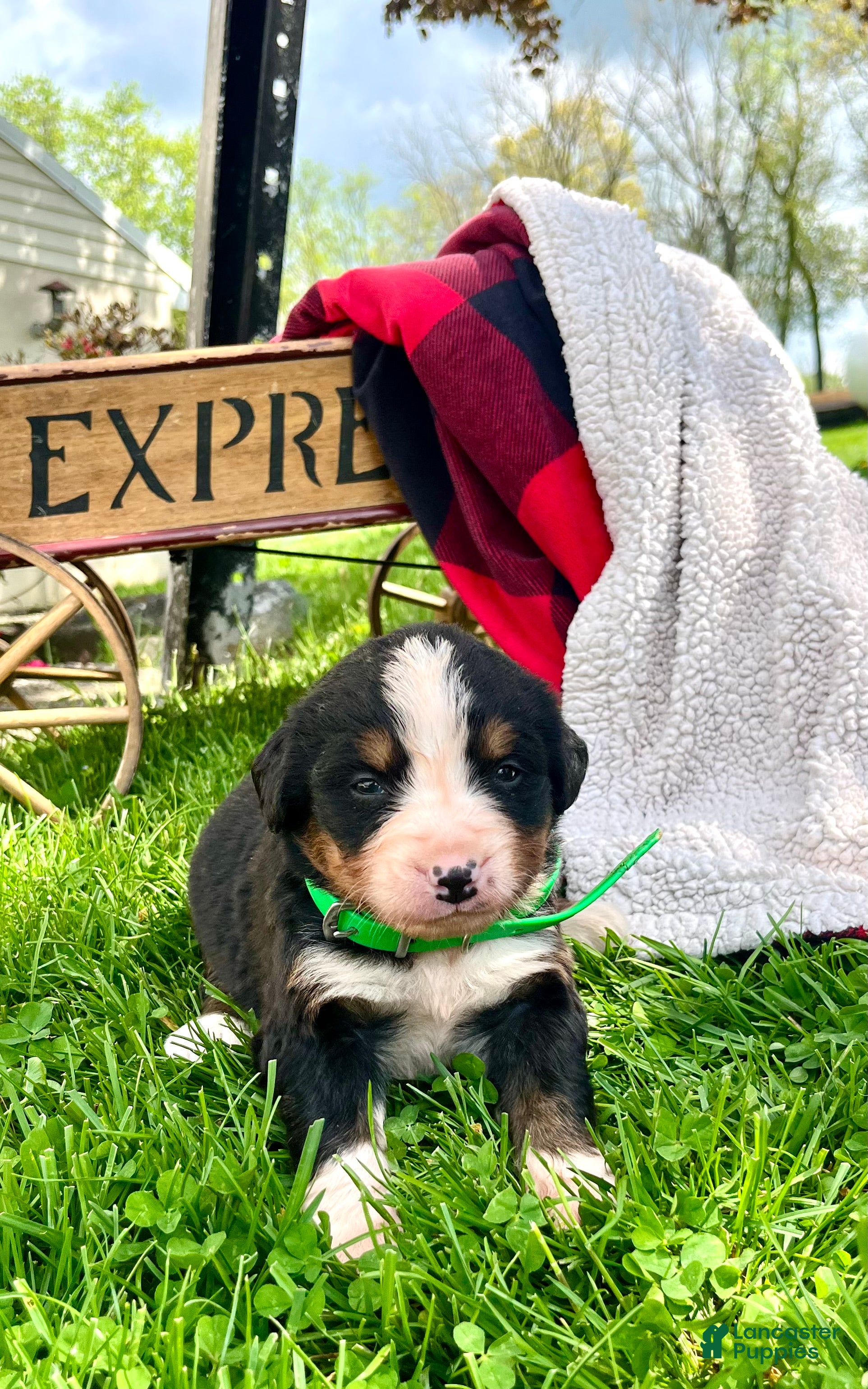 Bernese Mountain Dog dogs for sale: LArs🐾❤️Akc Hip Cert🐾❤️ - Ad 2