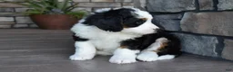 Mini Bernedoodle dogs for sale: Jazzie - Ad 5