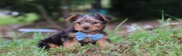 Yorkshire Terrier dogs for sale: Max - Ad 4