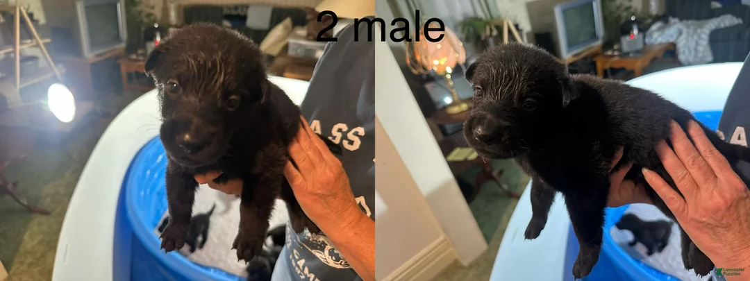 Belgian Malinois dogs for sale: Belgian Malinois 7 - Ad 1