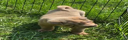 Shar Pei dogs for sale: Larry  - Ad 4