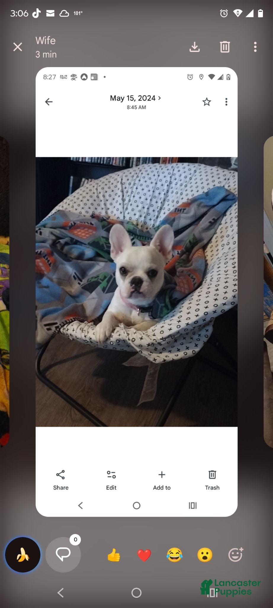 French Bulldog dogs French Bulldog 1 - Ad 3