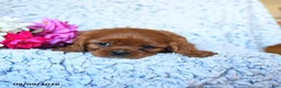 Cavalier King Charles Spaniel dogs for sale: Zinia - Ad 4