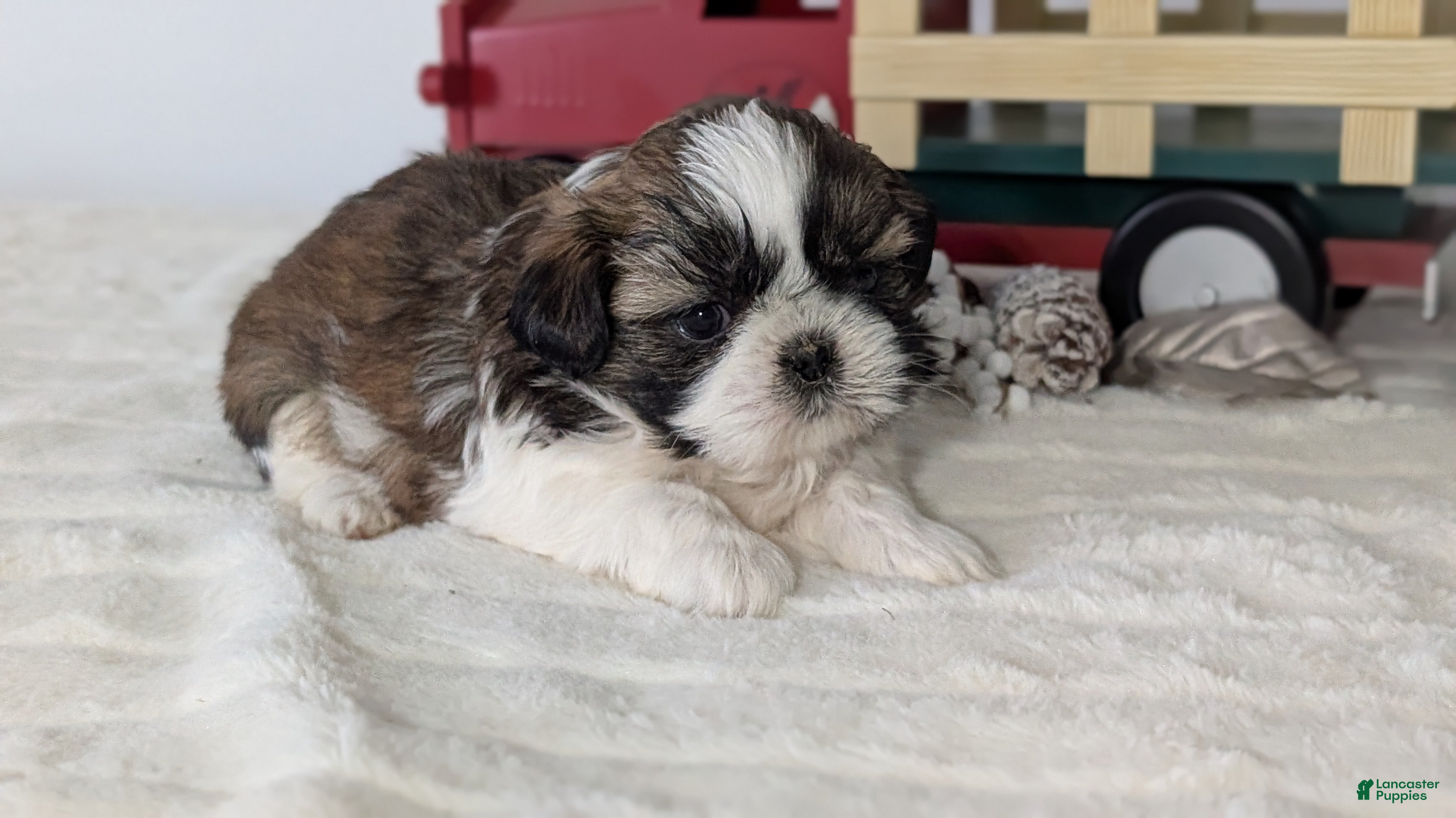 Shih Tzu dogs Turbo - Ad 9