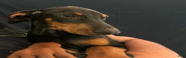 Doberman Pinscher 3