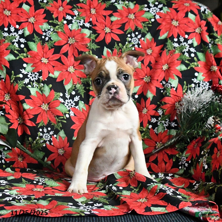 Boston Terrier dogs Cocoa - Ad 7